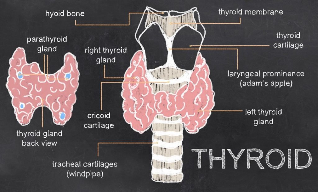 thyroid-disorders-the-inside-scoop-pilates-in-dulwich