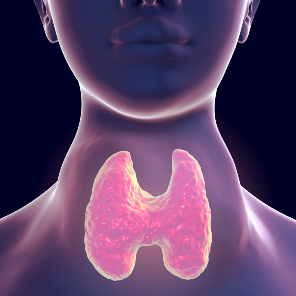 hypothyroidism-and-hashimoto-s-disease-the-thyroid-gland-part-2